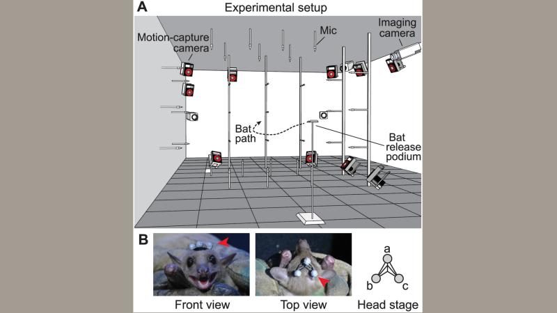 Photo : http://journals.plos.org/plosbiology/article/figure?id=10.1371/journal.pbio.2003148.g001
