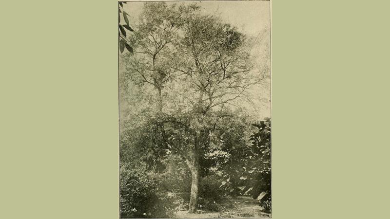 Climate change spelling doom for the seabuckthorns in Central Himalayas, says study