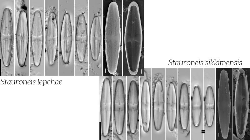 চিকিমত ডায়েটমৰ দুটা নতুন প্ৰজাতিৰ আৱিস্কাৰ 