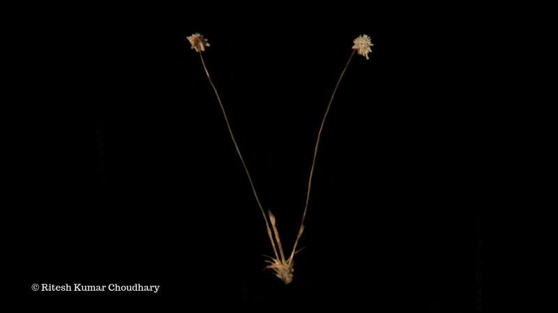 Researchers discover a new species of pipewort from the Western Ghats, name it after Karnataka’s coast