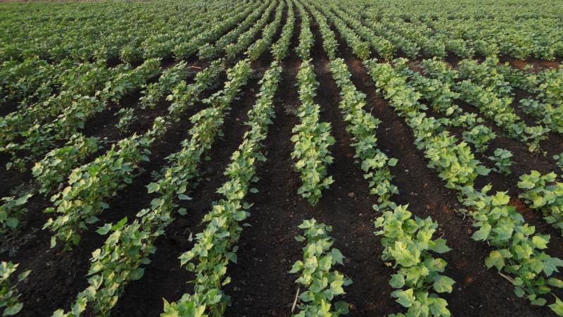 Study explores how farmers spend on pesticides in cotton farms based on land size, irrigation and tenancy.