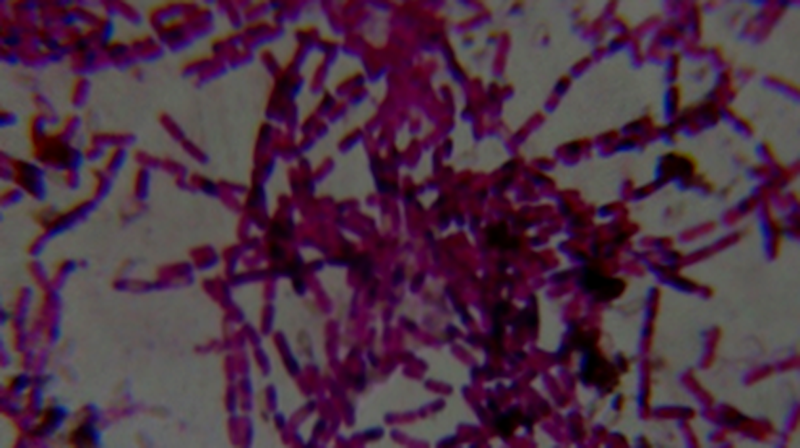 Photo : Aswin Srivatsav T / Research Matters