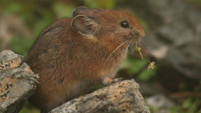 Photo: Royle’s pika by Sabuj Bhattacharyya
