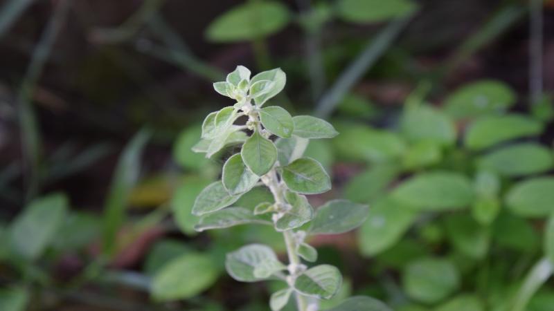 Combating hidden hunger with indigenous foods