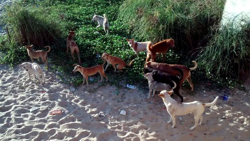 Numbers mean strength, in a dog’s world too