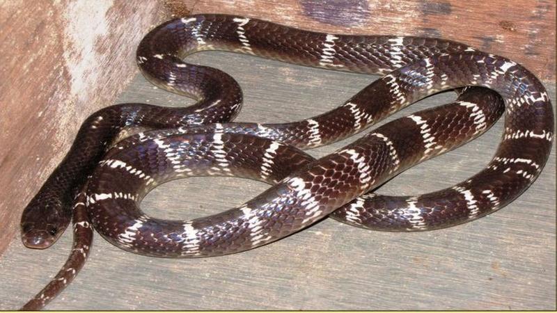 Researchers design a synthetic antivenom to treat snake bites from the Indian krait