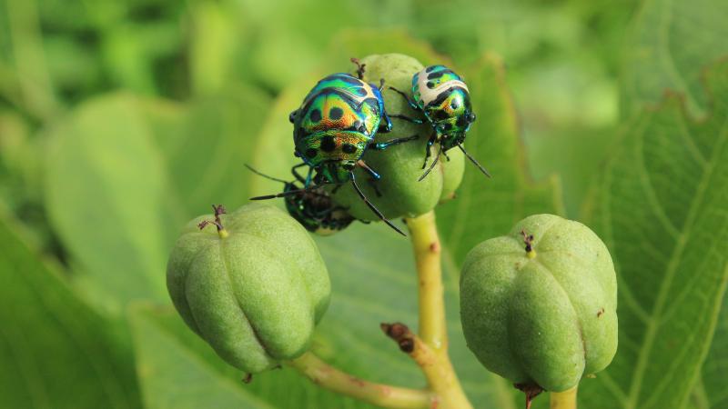 Photo : Ashish Nerlekar