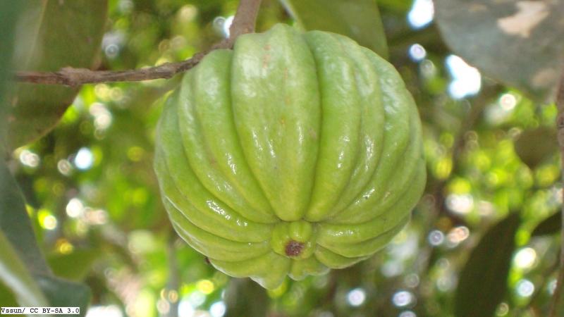 Photo: Vssun/ CC BY-SA 3.0