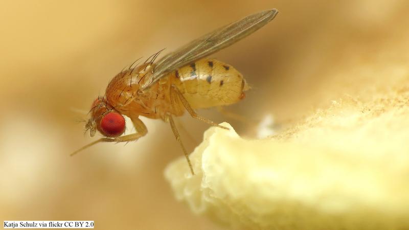 Credit: Katja Schulz via flickr CC BY 2.0