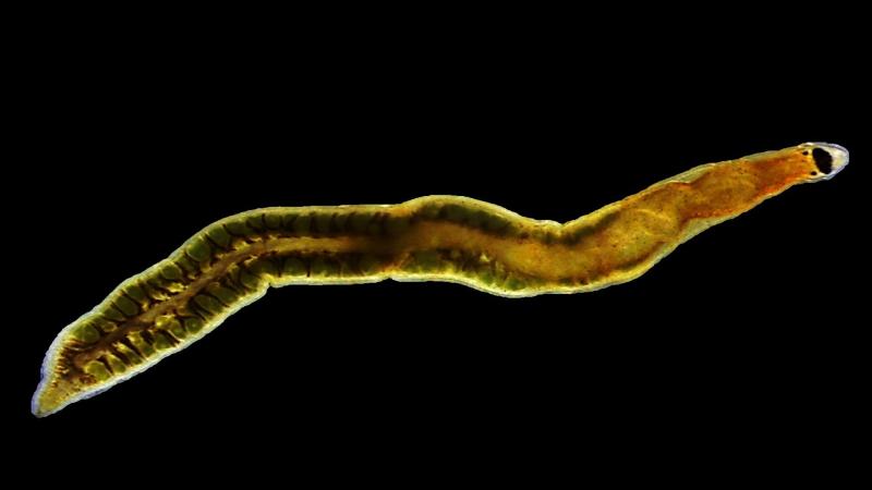 புதுவகையான ‘நாடாப் புழு’ சிற்றினத்தை சென்னையின் கோவளம் கடற்கரையில் ஆராய்ச்சியாளர்கள் கண்டுபிடிப்பு