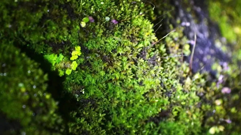  Lichens as Barometers of a Changing Climate in the Himalayas