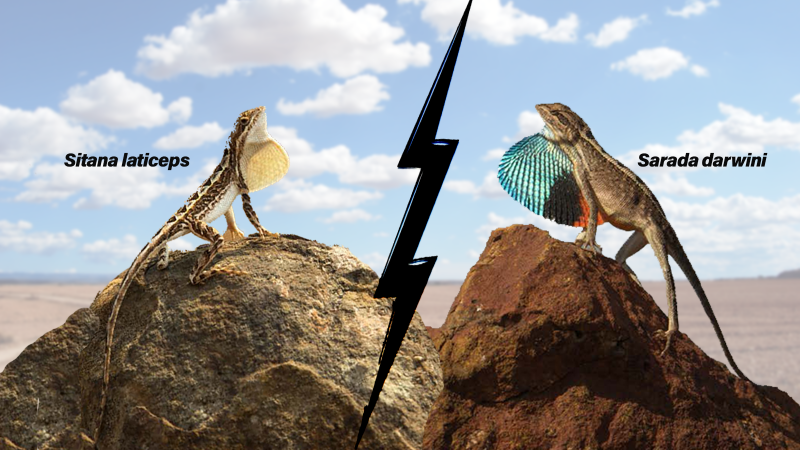 స్నేహితుడా లేక శత్రువా? ఫ్యాన్-థ్రోటెడ్ బల్లులు  ఘర్షణను నివారించడానికి నూతన ప్రవర్తనలను అవలంభిస్తున్నాయి అని  అధ్యయనం సూచిస్తోంది