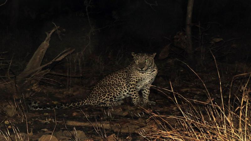 In Gir, not sharing is caring for the lions and leopards