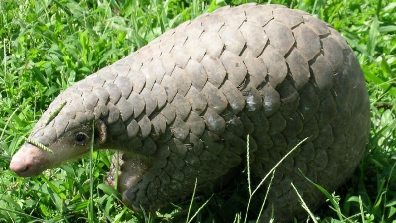 Photo: Manis pentadactyla by U.S. Fish and Wildlife Service Headquarters CC BY-SA 2.0