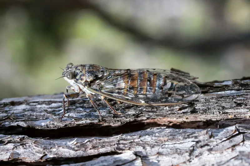 The Dawn Chorus: How Cicadas Make a Collective Decision to Sing
