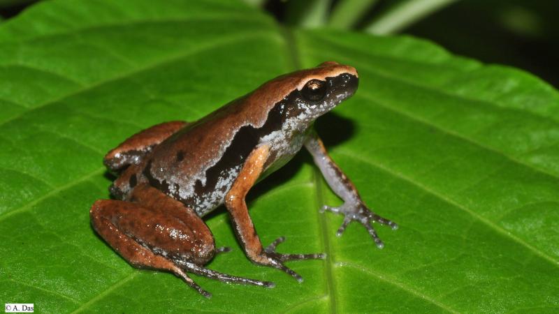 বৰষা ঋতুৰ লগত লুকাভাকু খেলা উত্তৰ পূৰ্বাঞ্চলৰ পৰা নতুনকৈ আৱিস্কৃত ভেকুলীৰ প্ৰজাতিটো