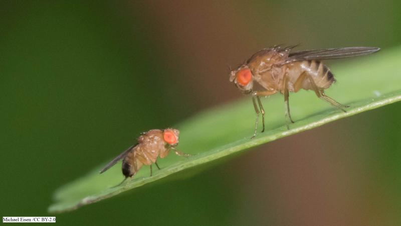 Photo: Michael Eisen/CC BY-2.0