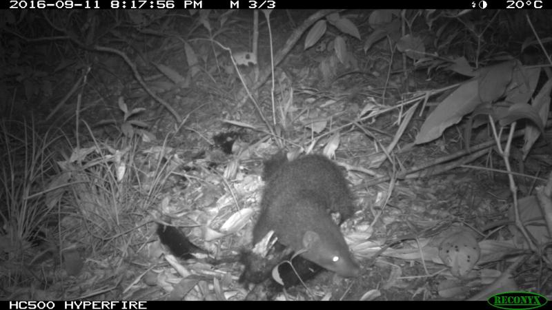 Driven by curiosity, a study provides a peep into how Brown mongooses feed