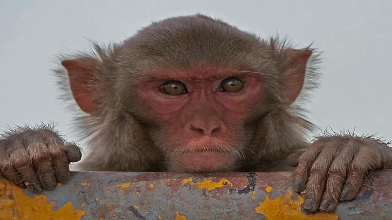 Do differing opinions affect the management of human-animal conflicts?