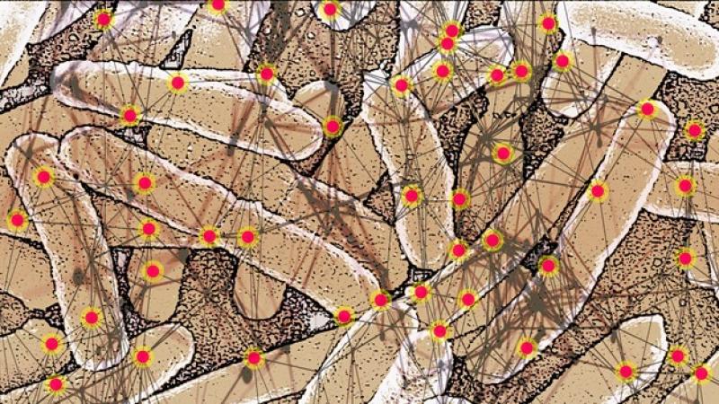 Mathematics answers the biological question of which proteins participate in the mutation of bacteria