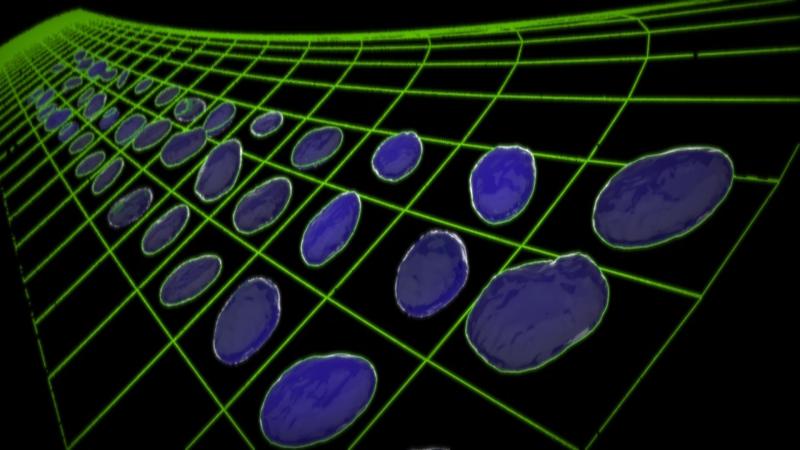 When mechanics comes to the rescue of biology