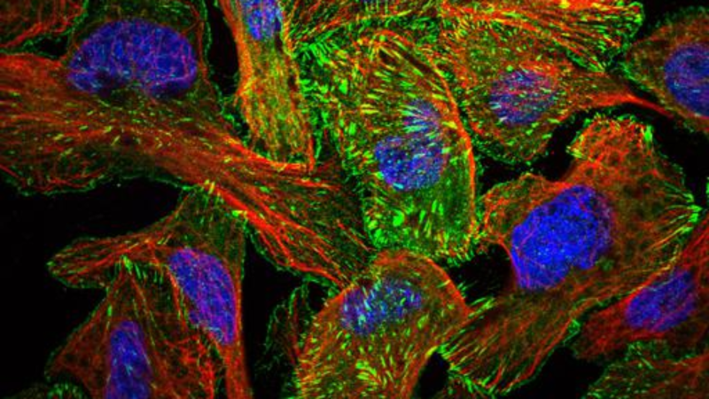 Proteins on the cell membrane 