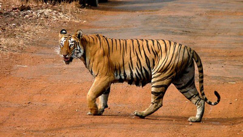 A tiger crossing a road in Tadoba National Park, India [Image Credits: Grassjewel / CC BY-SA]