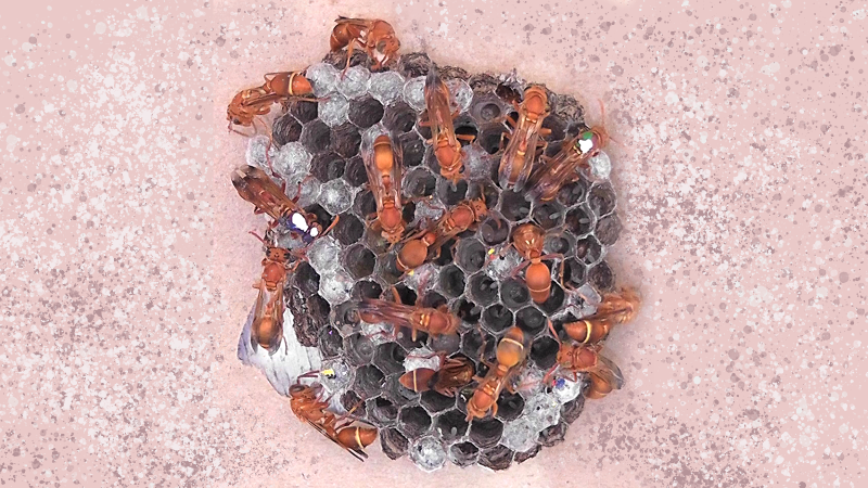 A colony of the tropical paper wasp Ropalidia marginata with a few individuals uniquely colour coded for identification (picture credit Nitika Sharma)