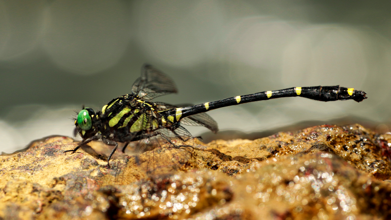 Spiny Horntail – A new dragonfly species discovered in Maharashtra