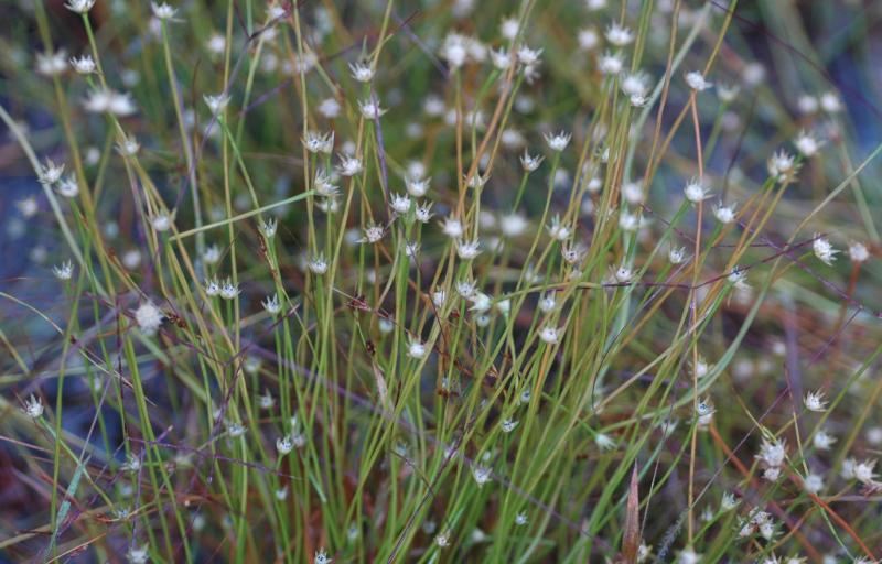 Scientists investigate the taxonomy and evolution of pipeworts