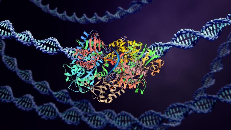 Proteins and DNA