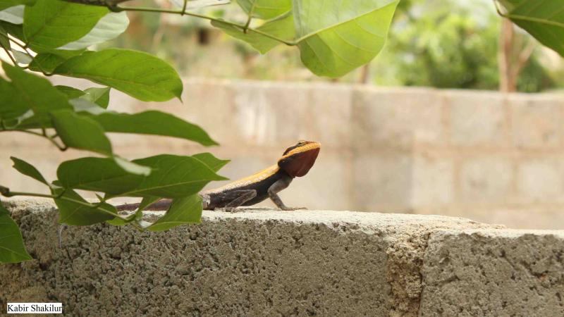 ಚುರುಕಾದ ನಗರವಾಸಿ ಹಲ್ಲಿಗಳು!