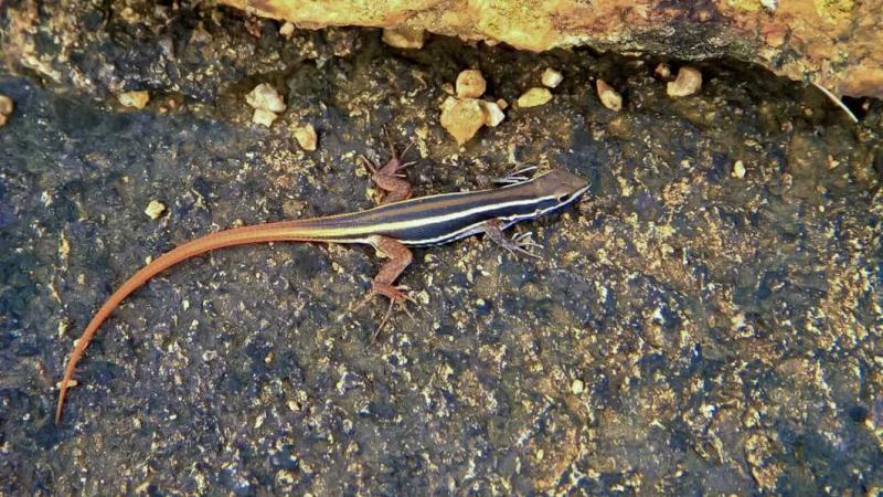 Credit: Vignesh Kamath/Research Matters