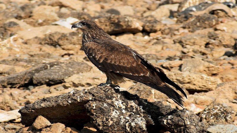 Every year, these raptors hovering Delhi’s landfills migrate across the Himalayas to Central Asia