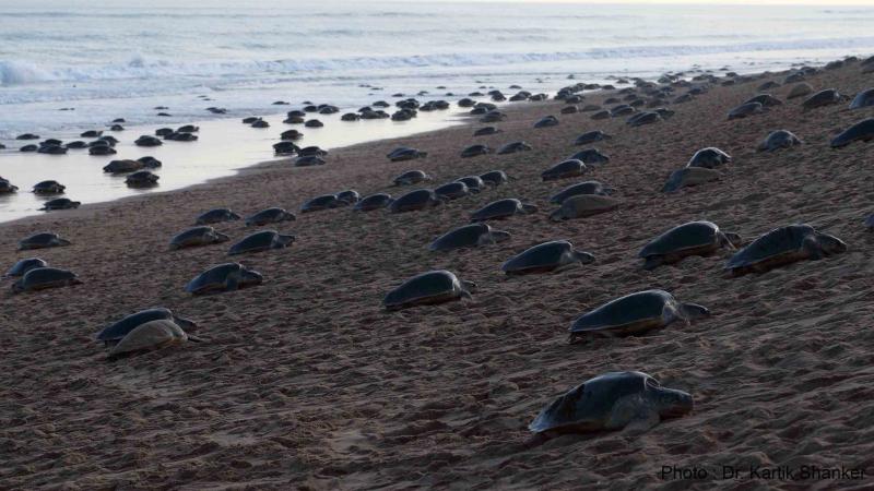 Photo : Dr. Kartik Shanker