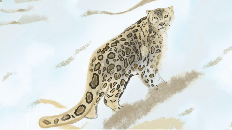 పరిరక్షణ యొక్క కఠినమైన భూభాగాలపై మంచు చిరుతలు