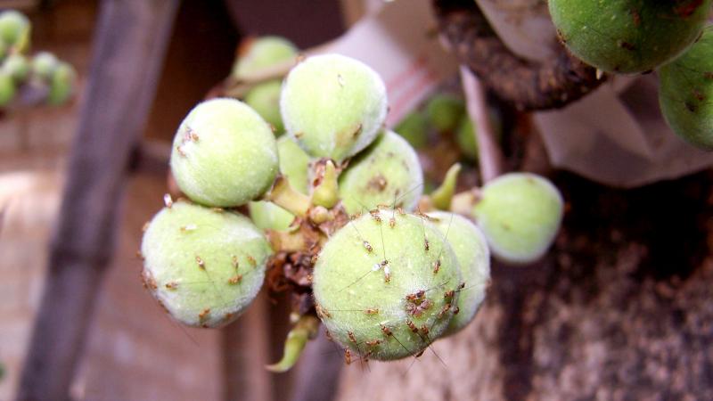 Photo : Dr. Mahua Ghara