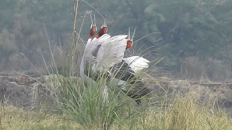 Trios–A novel social unit in Sarus Cranes