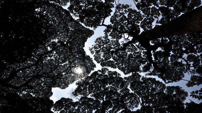 A view of the forest canopy - Photo: KS Seshadri 