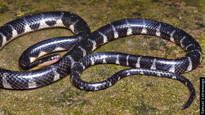 Researchers describe a new genus and species of rain-loving snake from Northeast India