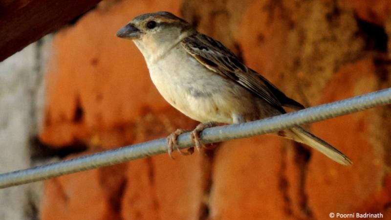 அருகிவரும் இந்தியப் பறவையினங்களும், அவற்றின்  பாதுகாப்பும்