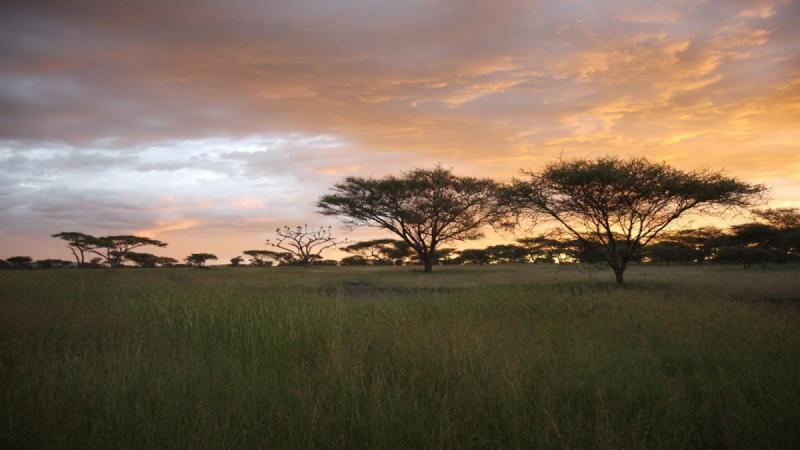 A new mathematical model explains how seed dispersal maintain savanna and forest biomes