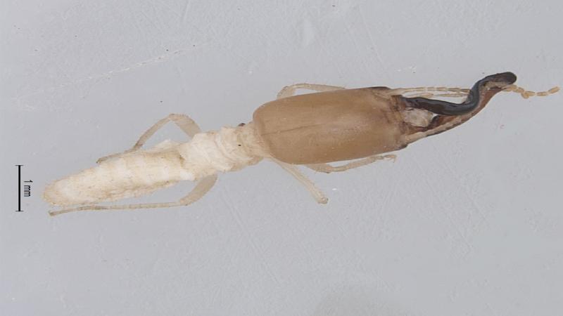 ಕೇರಳದ ಪಶ್ಚಿಮ ಘಟ್ಟಗಳ ಕಾಡುಗಳಿಂದ ಗೆದ್ದಲುಗಳ ಎರಡು ಹೊಸ ಪ್ರಭೇದಗಳು ಪತ್ತೆ