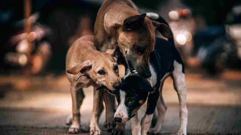 Could oral vaccines be the answer to India’s rabies problem?