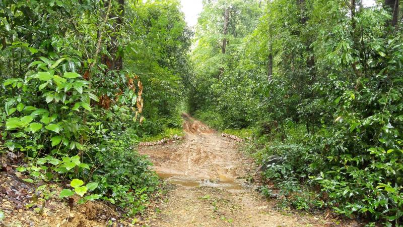 ಸ್ವಾಭಾವಿಕ ಕಾಡುಗಳು ಅಥವಾ ಒಂದೇ ಜಾತಿಯ ಗಿಡಗಳ ಮಾನವ ನಿರ್ಮಿತ ಕಾಡುಗಳು: ವಾಯುಗುಣ ಬದಲಾವಣೆಯನ್ನು ನಿಭಾಯಿಸುವಲ್ಲಿ ಯಾವುದು ಉತ್ತಮ?