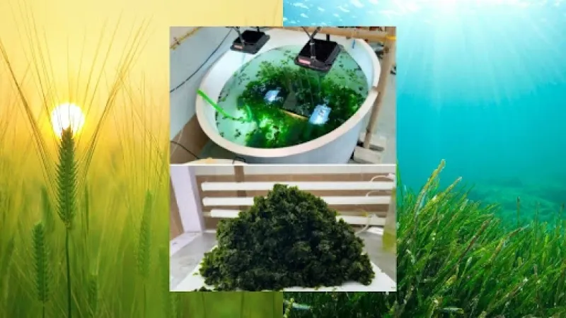 Cultivating the Sea: How Ulva, a Green Seaweed, Offers a Land-Saving Food Revolution
