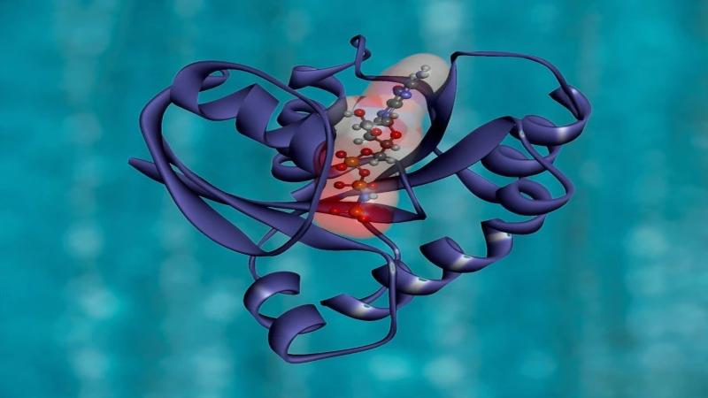 Understanding the regimented design of the human proteome