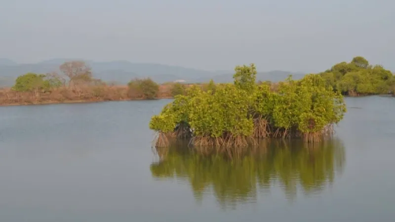 Study of India's Mangroves Facing Climate Change Reveals Stark East-West Divide