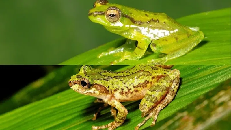 A new member of India's frog diversity with green blood and turquoise bones