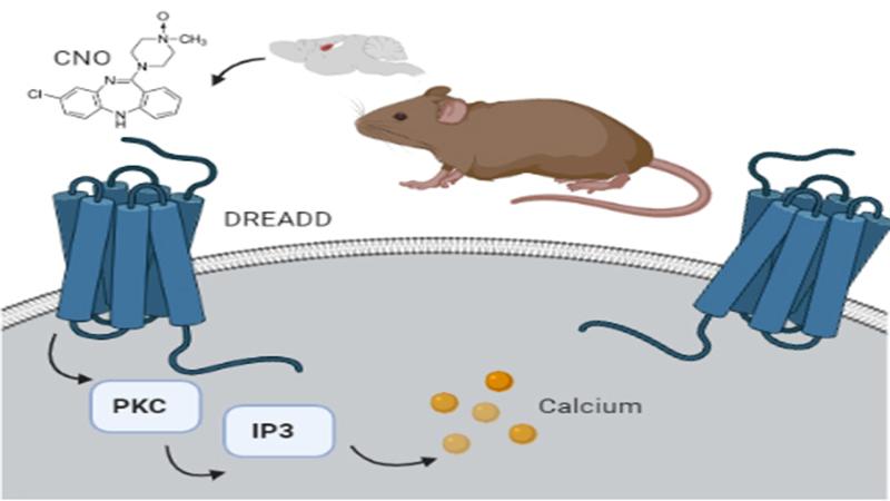 Study cautions about the use of designer receptors to control the brain